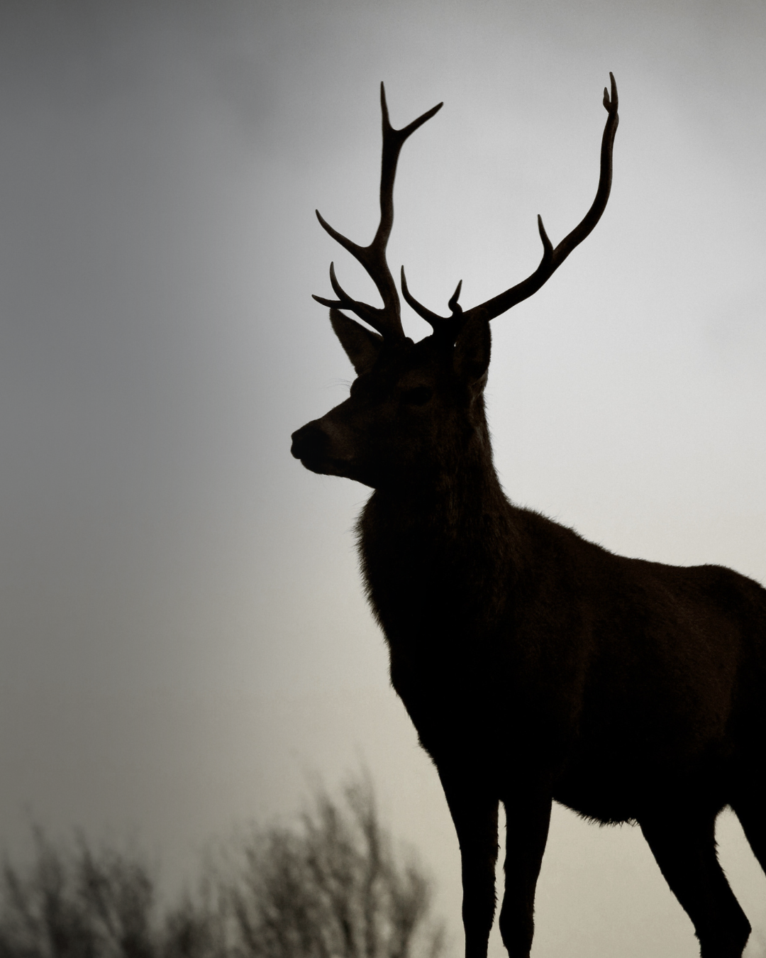 Wild & Gevogelte – Insta (3)